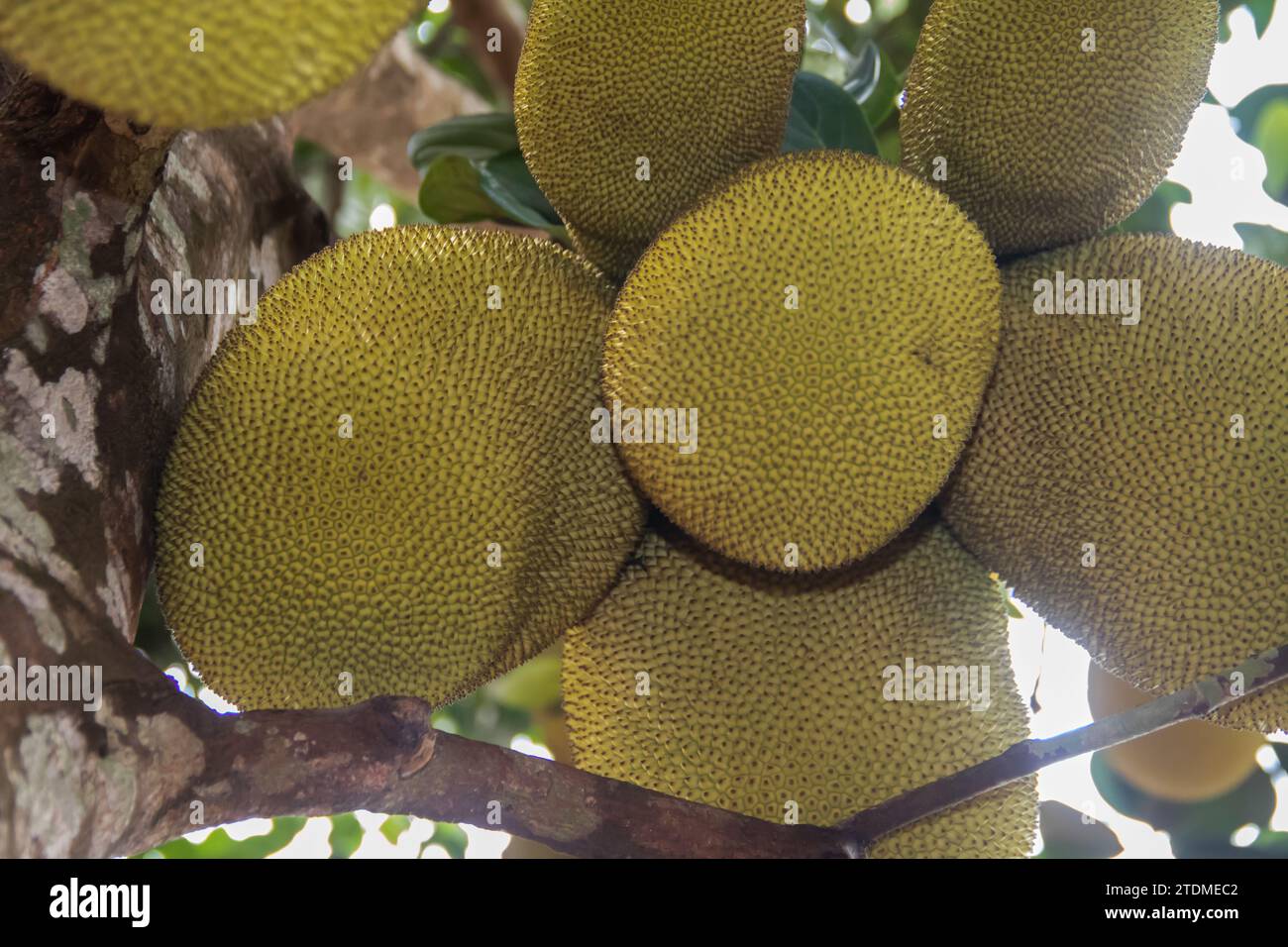 Jackfruit at the branch of the tree, in wild tropical rainforest in Central African Republic Stock Photo