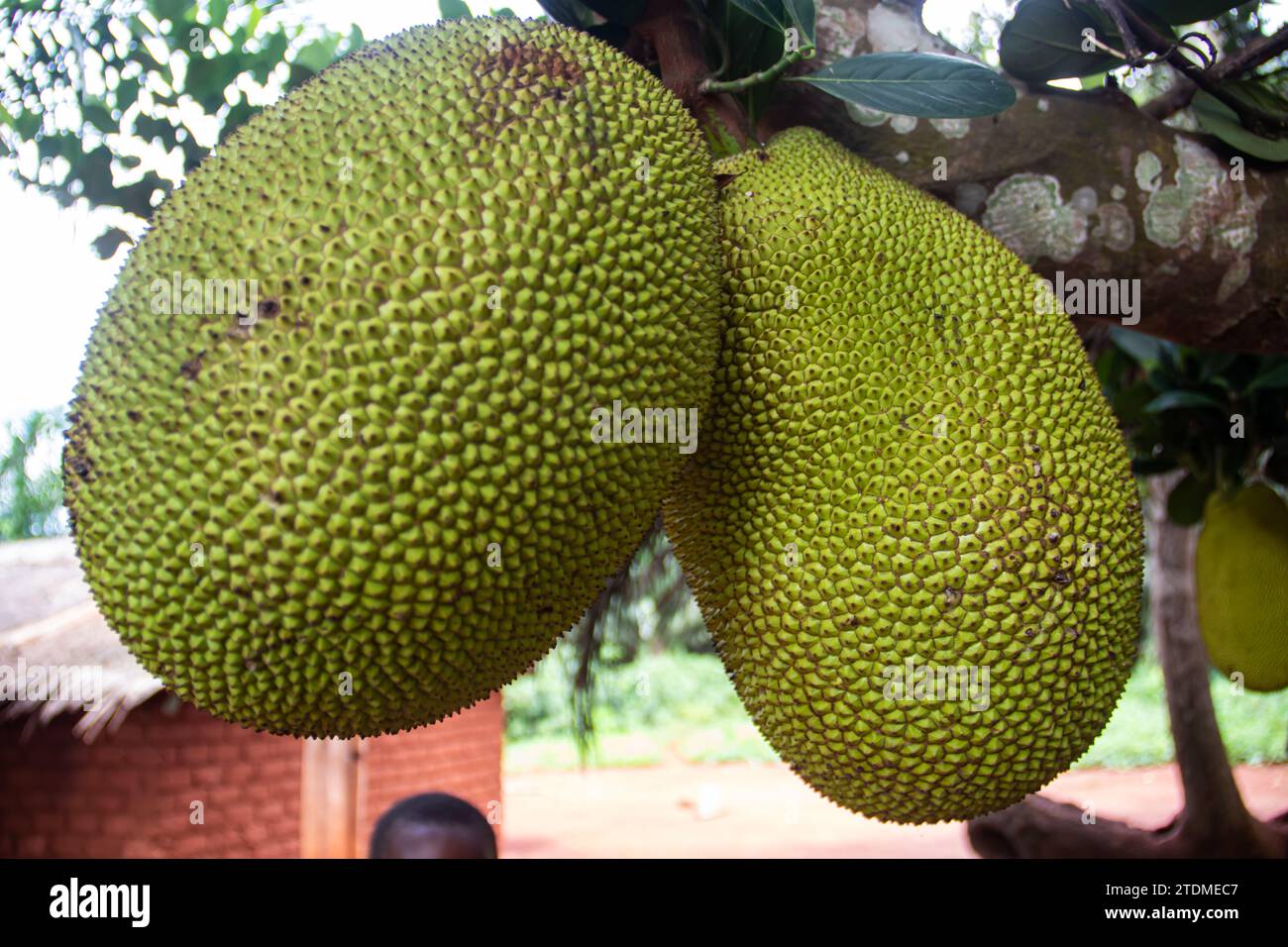 Jackfruit at the branch of the tree, in wild tropical rainforest in Central African Republic Stock Photo