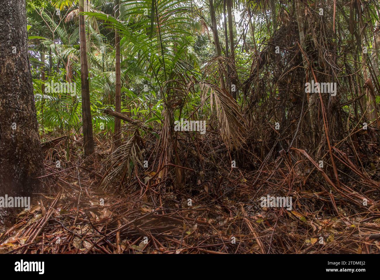Mass of fallen vegetation and fronds on floor of lowland subtropical rainforest, Queensland, Australia. Bangalow palms, springtime after rain. Stock Photo