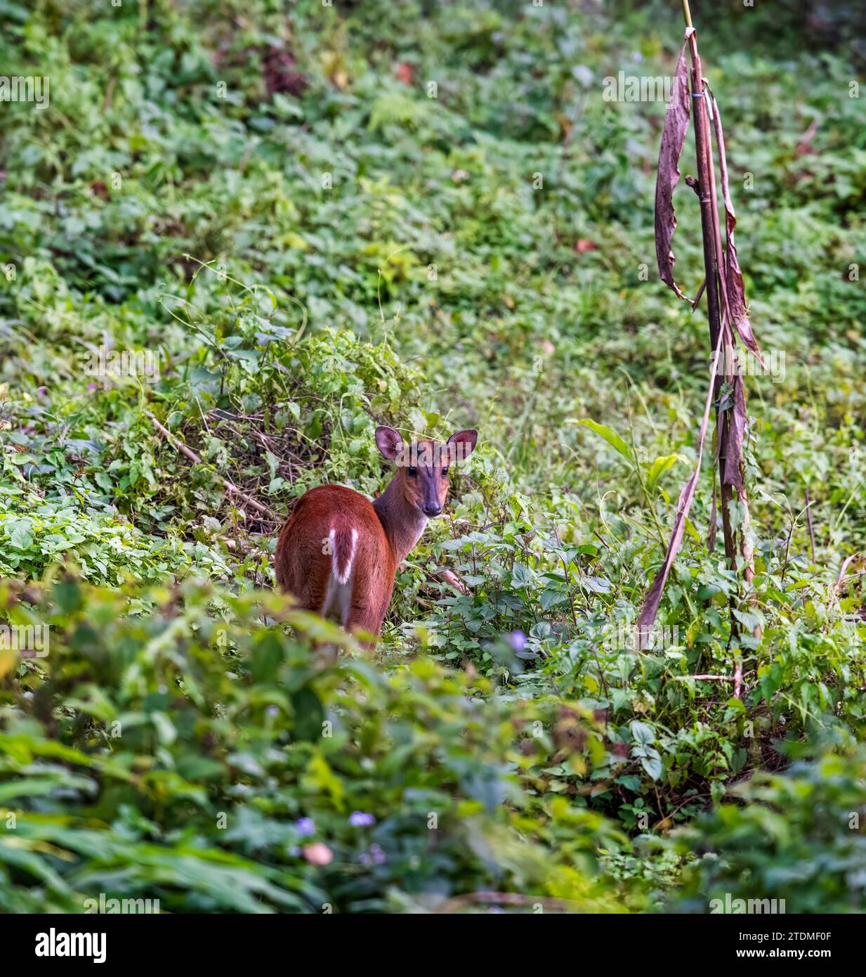 Northeast indian rainforests hi-res stock photography and images - Alamy