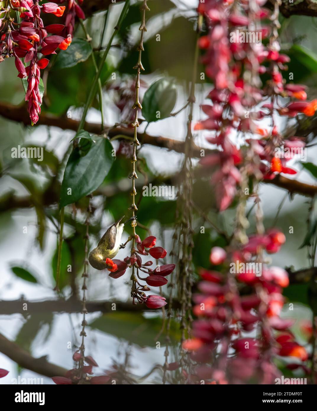 Gavi Eco Tourism: Where Nature's Beauty Meets Sunbird Serenity in Blooming Gardens Stock Photo