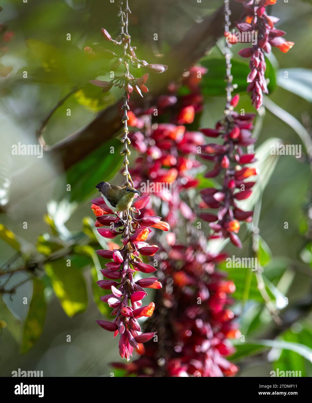 Gavi Eco Tourism: Where Nature's Beauty Meets Sunbird Serenity in Blooming Gardens Stock Photo