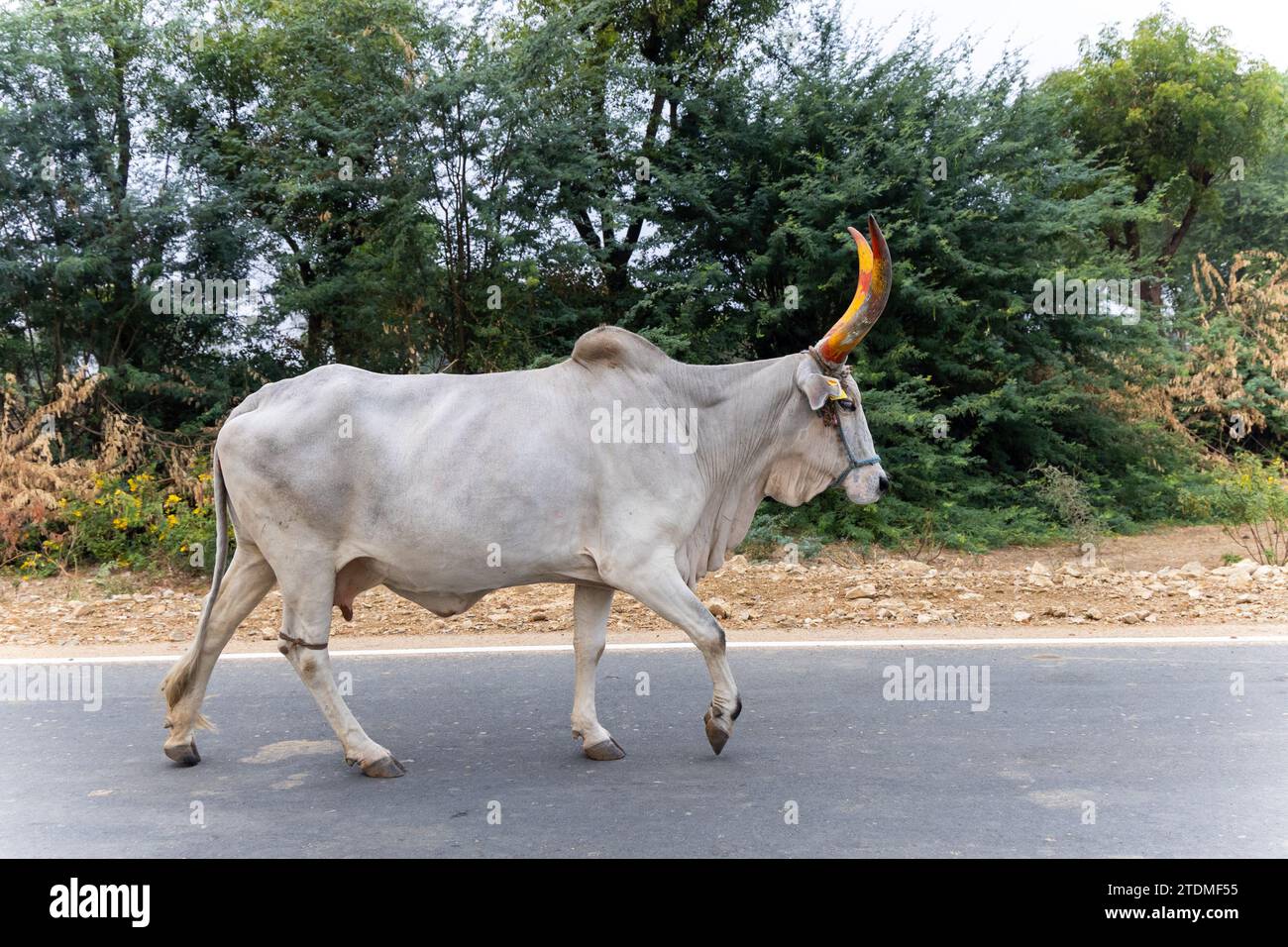 cow with big horn at road at evening from flat angle Stock Photo