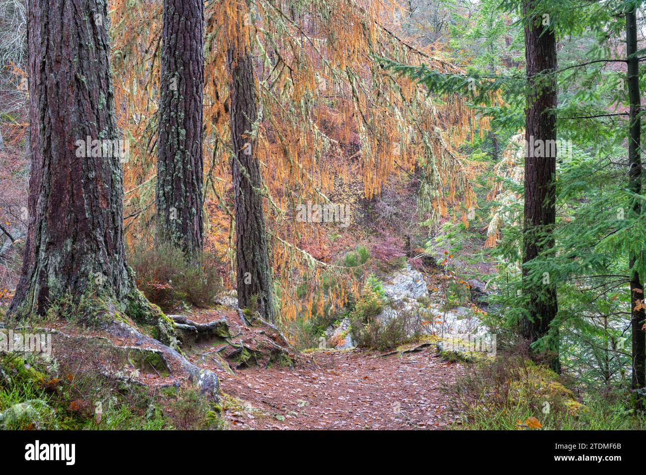 Autumn beech trees and footpath at Randolph's Leap. Morayshire, Scotland Stock Photo
