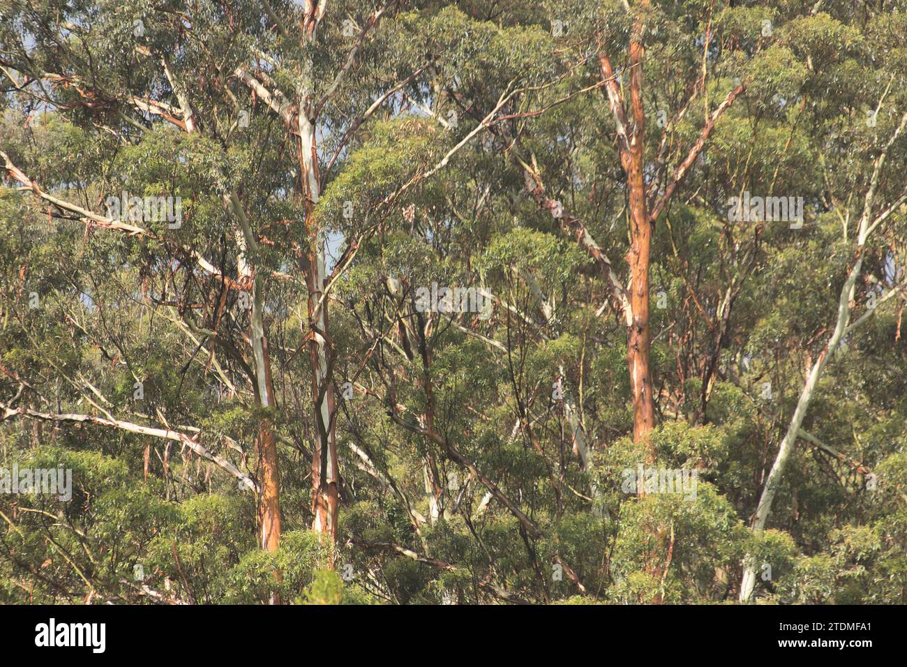 Atmospheric view, in summer rain and low sun, of gum trees (eucalyptus grandis) in subtropical rainforest in Queensland, Australia. Muted colours Stock Photo