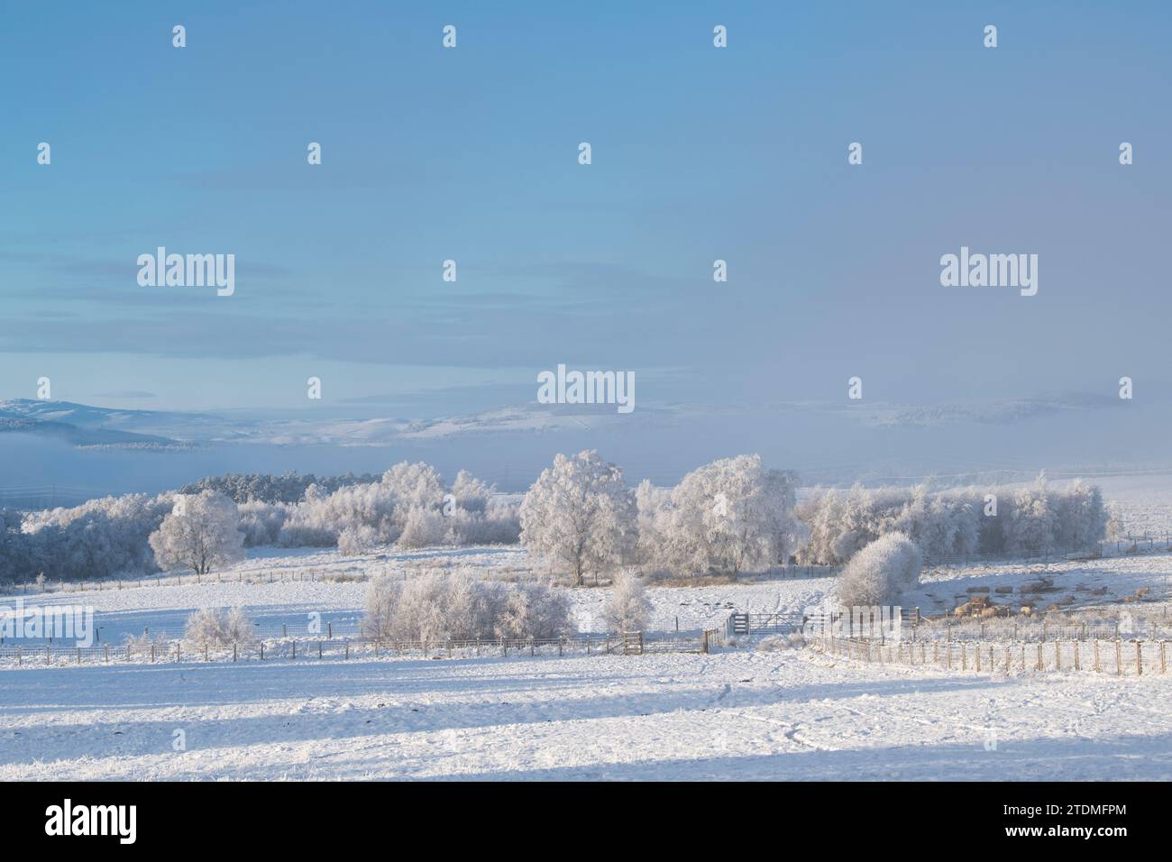 December snow, fog and hoar frost over the moray countryside. Morayshire, Scotland Stock Photo