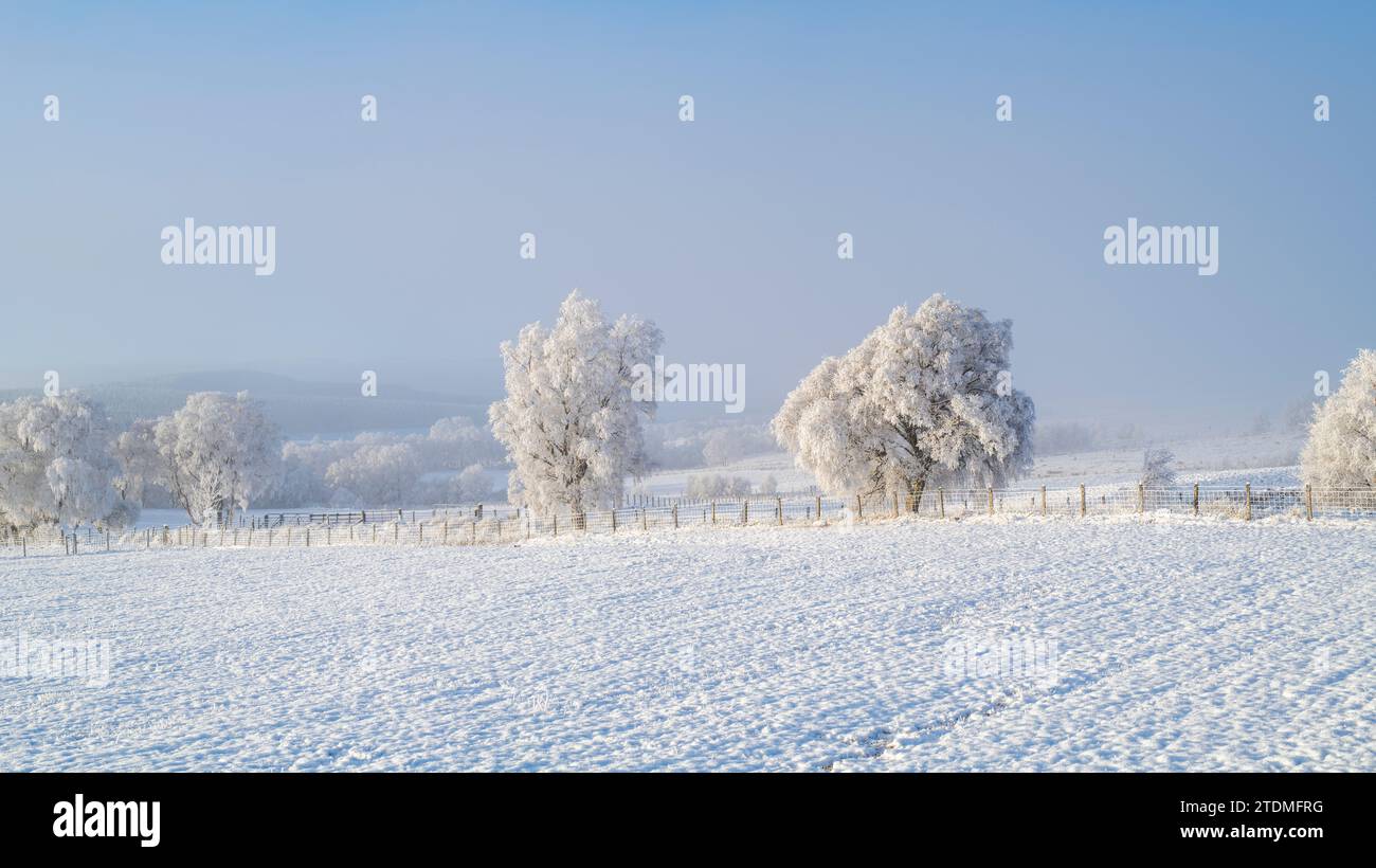 December snow, fog and hoar frost over silver birch trees in the moray countryside. Morayshire, Scotland Stock Photo