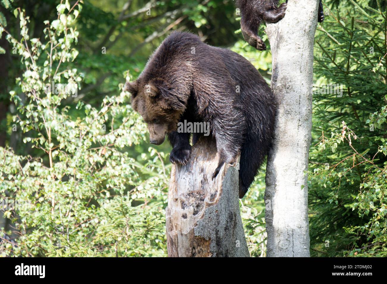 Raubtiere hi-res stock photography and images - Alamy