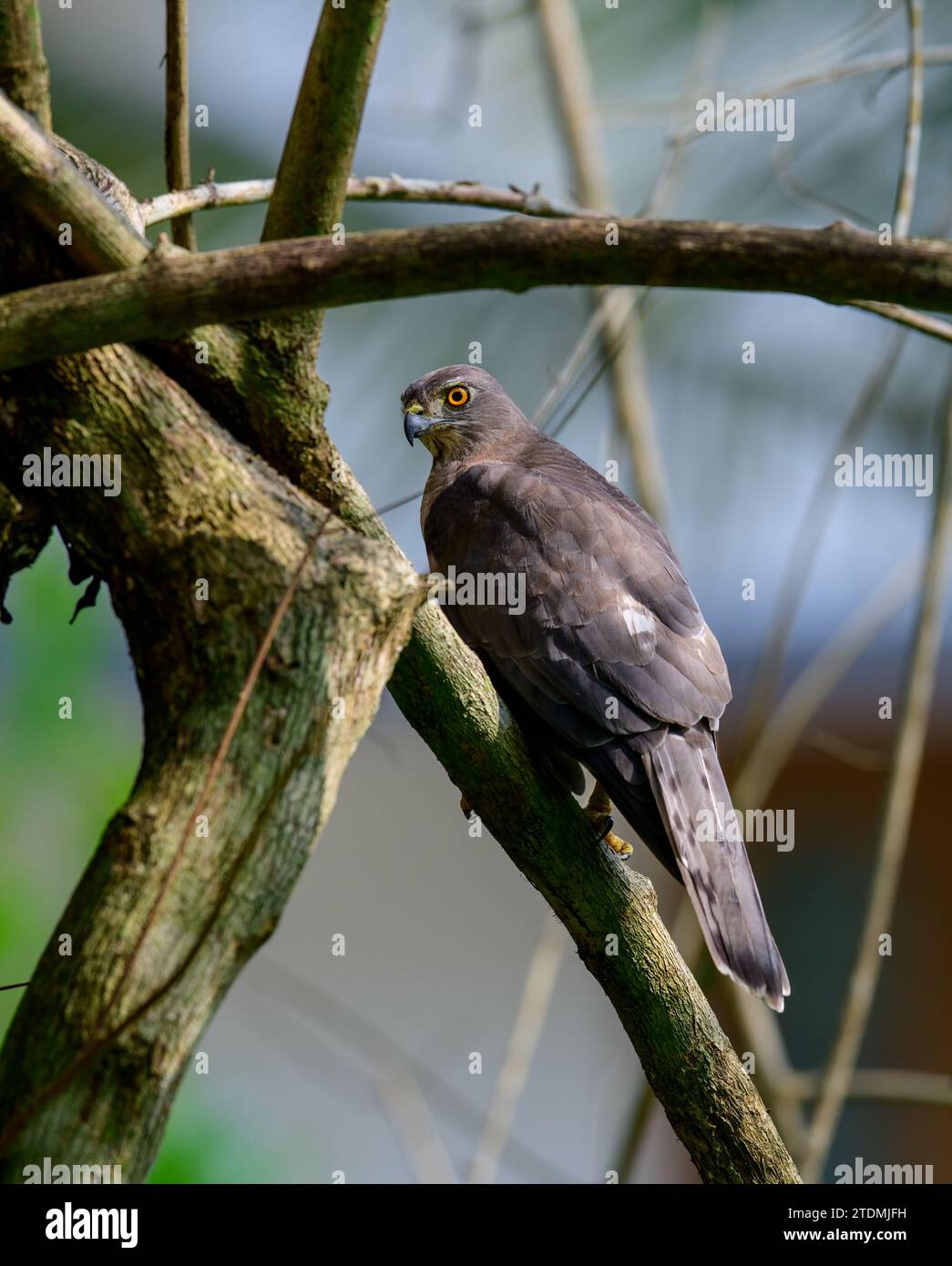 Capturing the Majestic Spirit of Predatory Elegance: The Shikra Chronicles in the Heart of Wildlife. Stock Photo