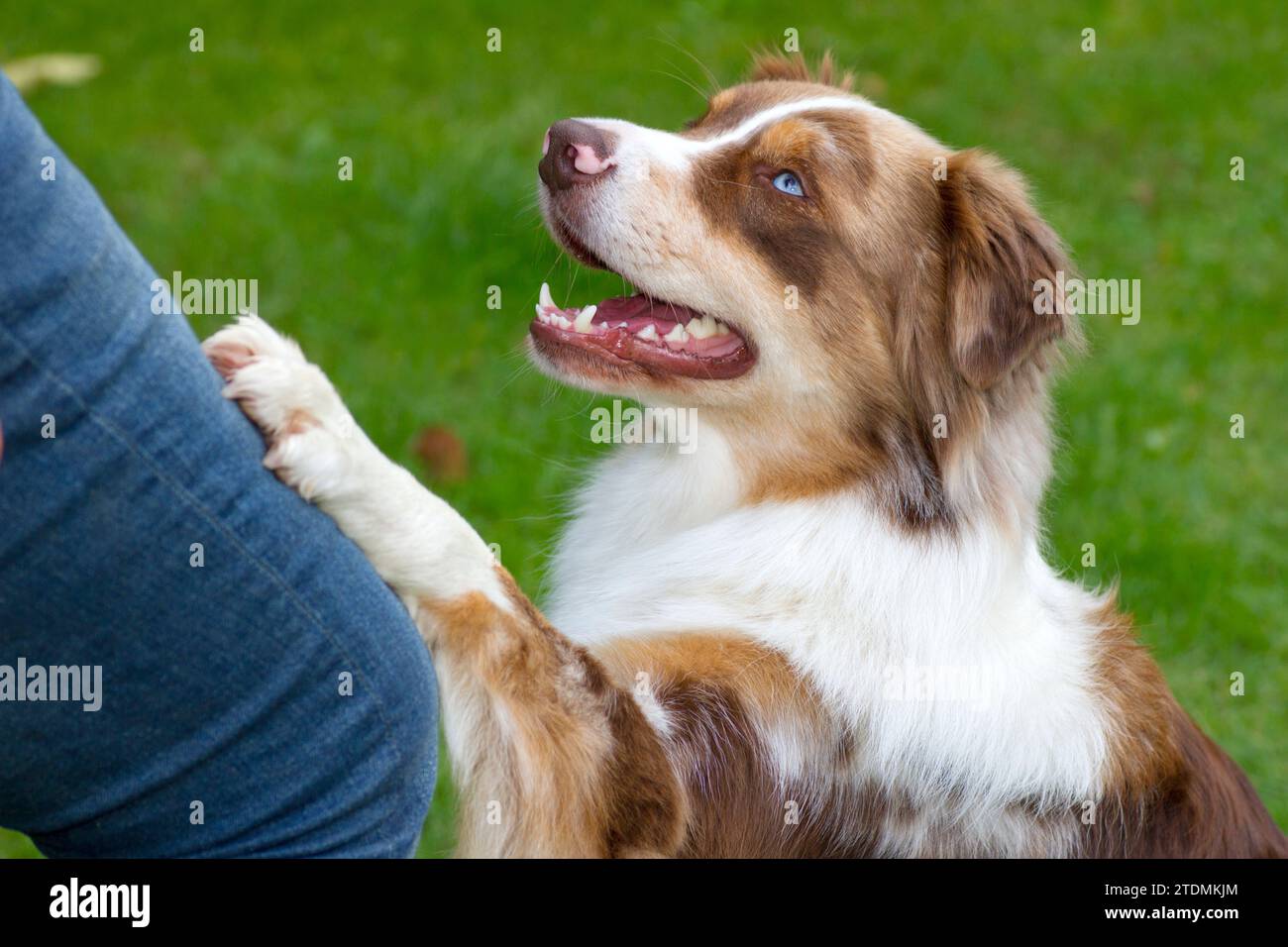 Australian Shepherd,AustralianShepherd,Hund,dog,Hütehund,Portrait,Porträt,Portraet,Ausbildung,betteln,bettelnd,unterwürfig,Unterwürfigkeit,Unterwuerfi Stock Photo