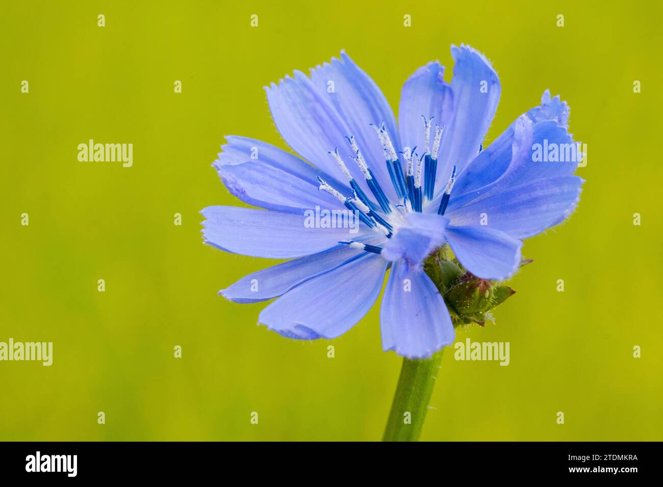 Gewöhnliche Wegwarte,Cichorium intybus,Gewoehnliche Wegwarte,Cichoriumintybus,Blüte,Blumenblüte Stock Photo