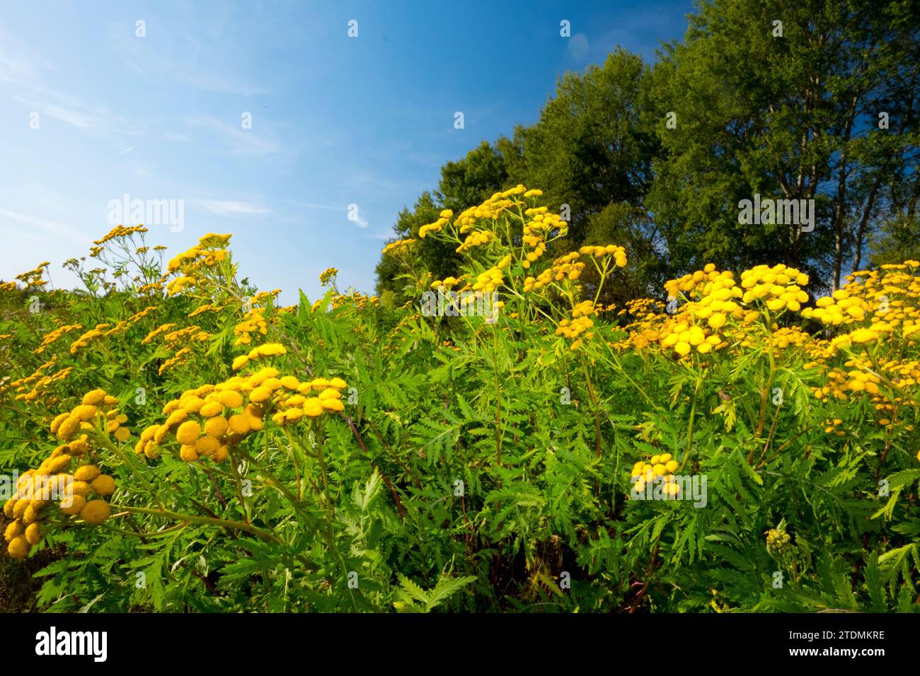 Rainfarn,Tanacetum vulgare,Korbblütler,Tanacetumvulgare Stock Photo