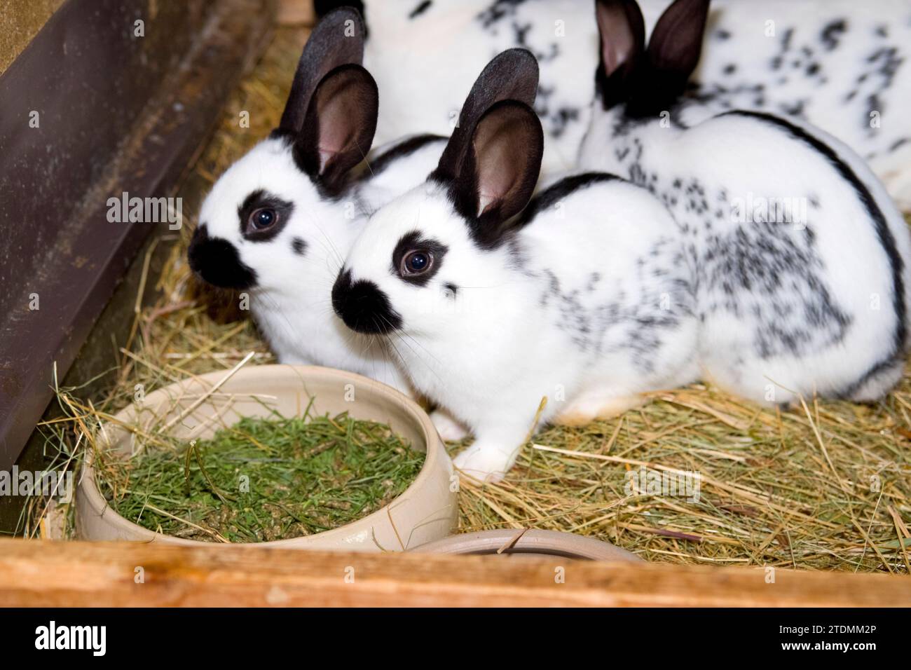 Kaninchen Englische Schecke schwarzweiß,Stallhaltung,Nutztiere