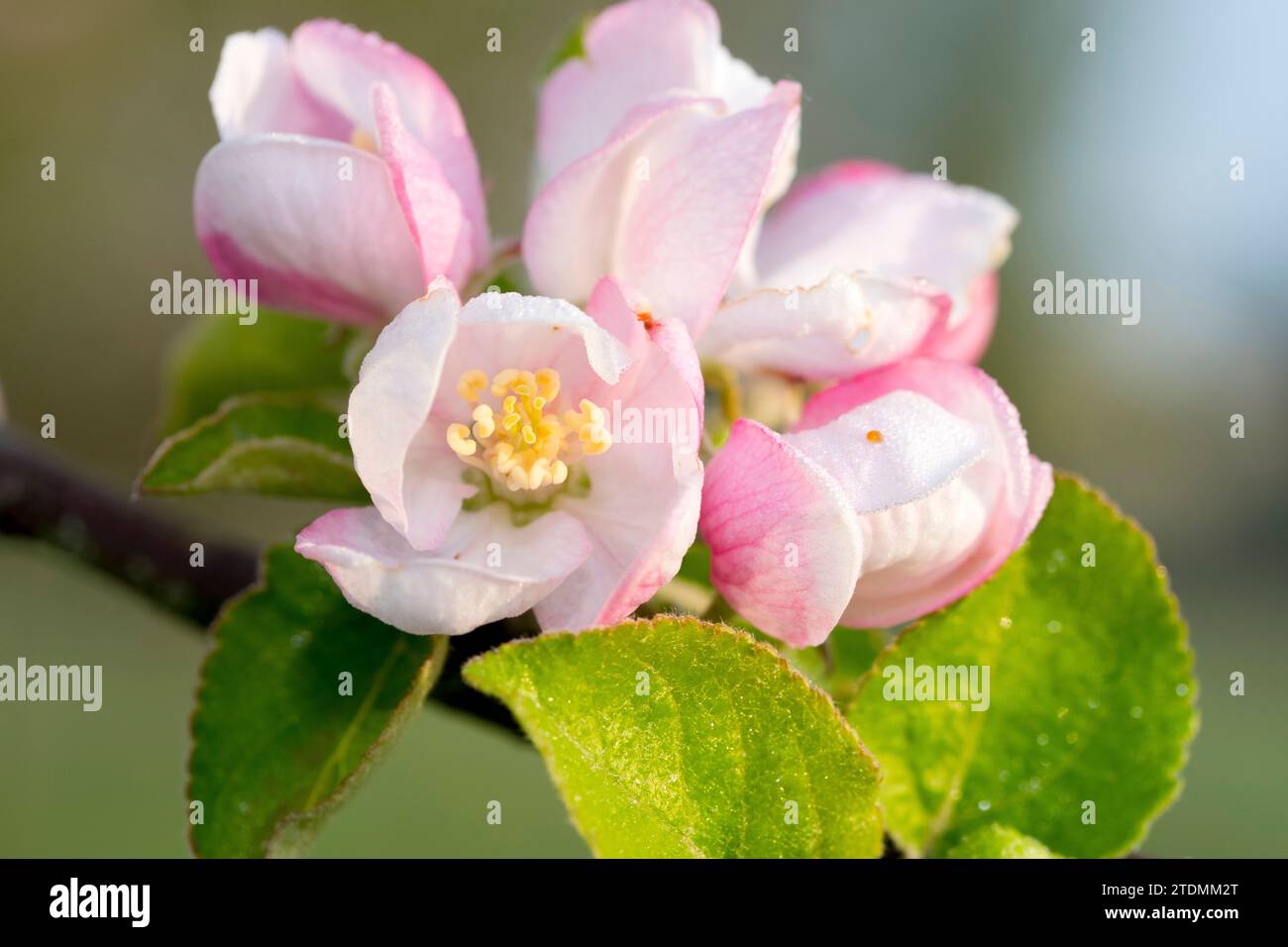 Apfelblüte,Apfelblüten,Frühling,Natur,Obstbaum,Obstbaumblüte Stock Photo