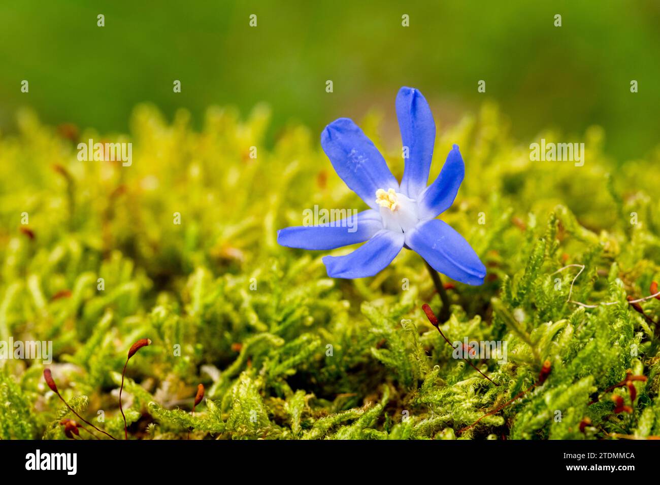 Zweiblättriger Blaustern,Scilla bifolia,Frühblüher,Blumenaufnahme,Natur,Blume,blau,Blüte,Frühling Stock Photo