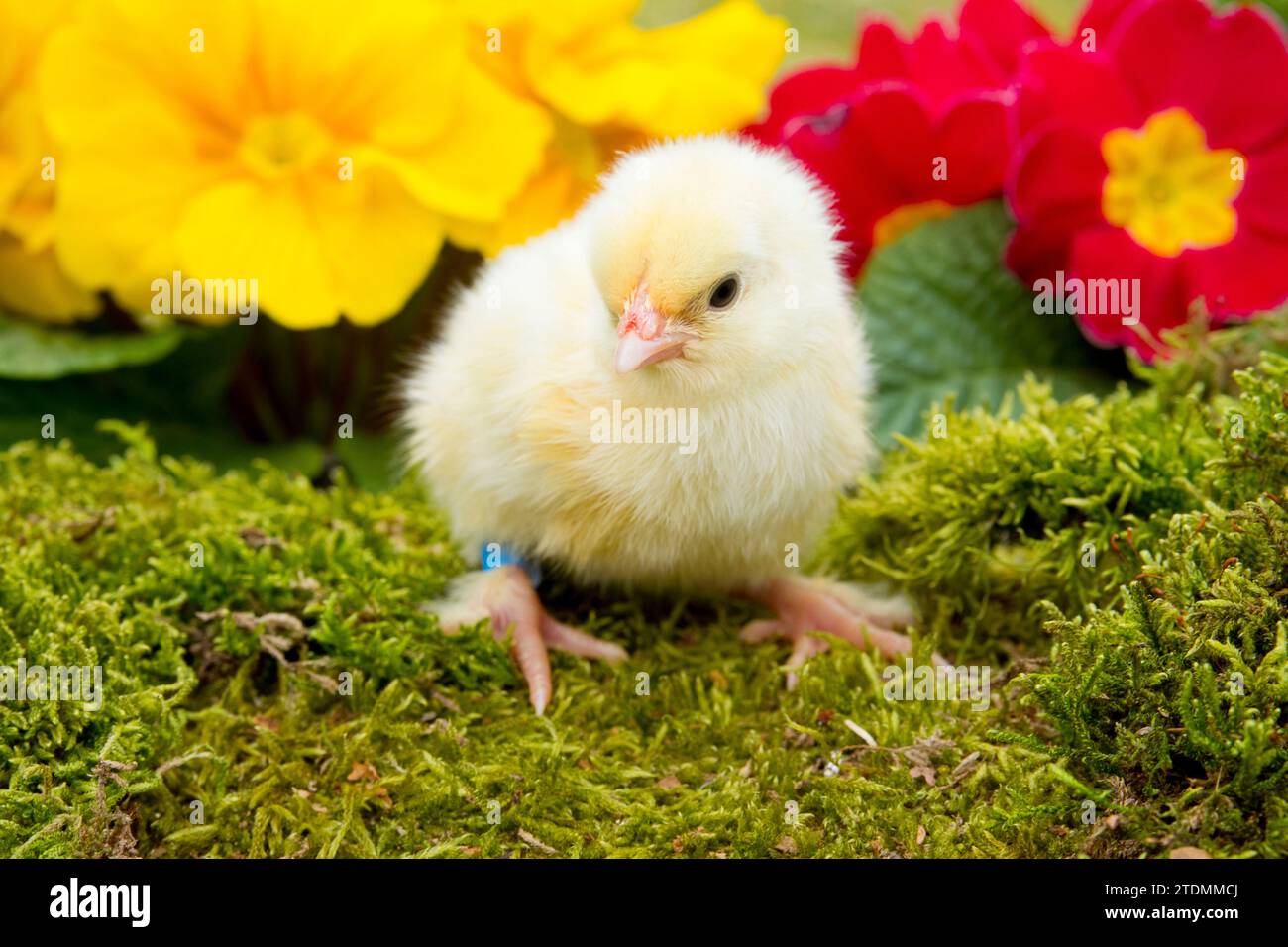 Osterkuken hi-res stock photography and images - Alamy