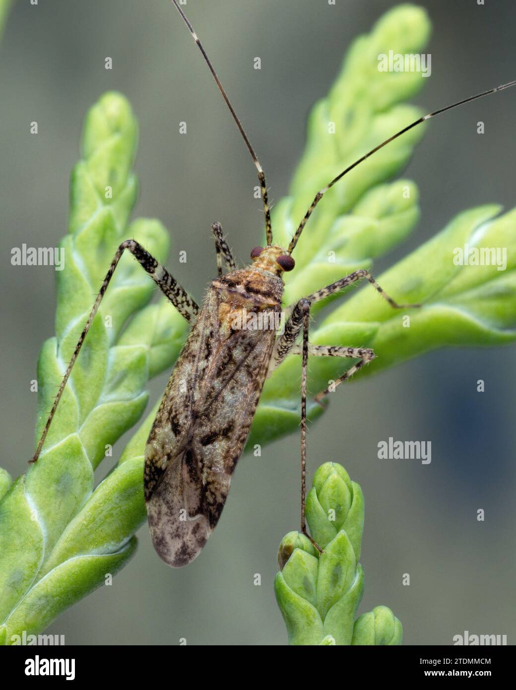 Phytocoris longipennis mirid bug. Tipperary, Ireland Stock Photo