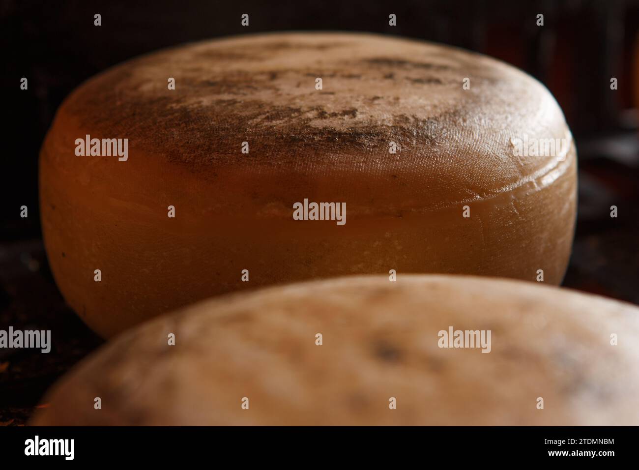 Production of artisanal cheese. In the curing process Stock Photo - Alamy