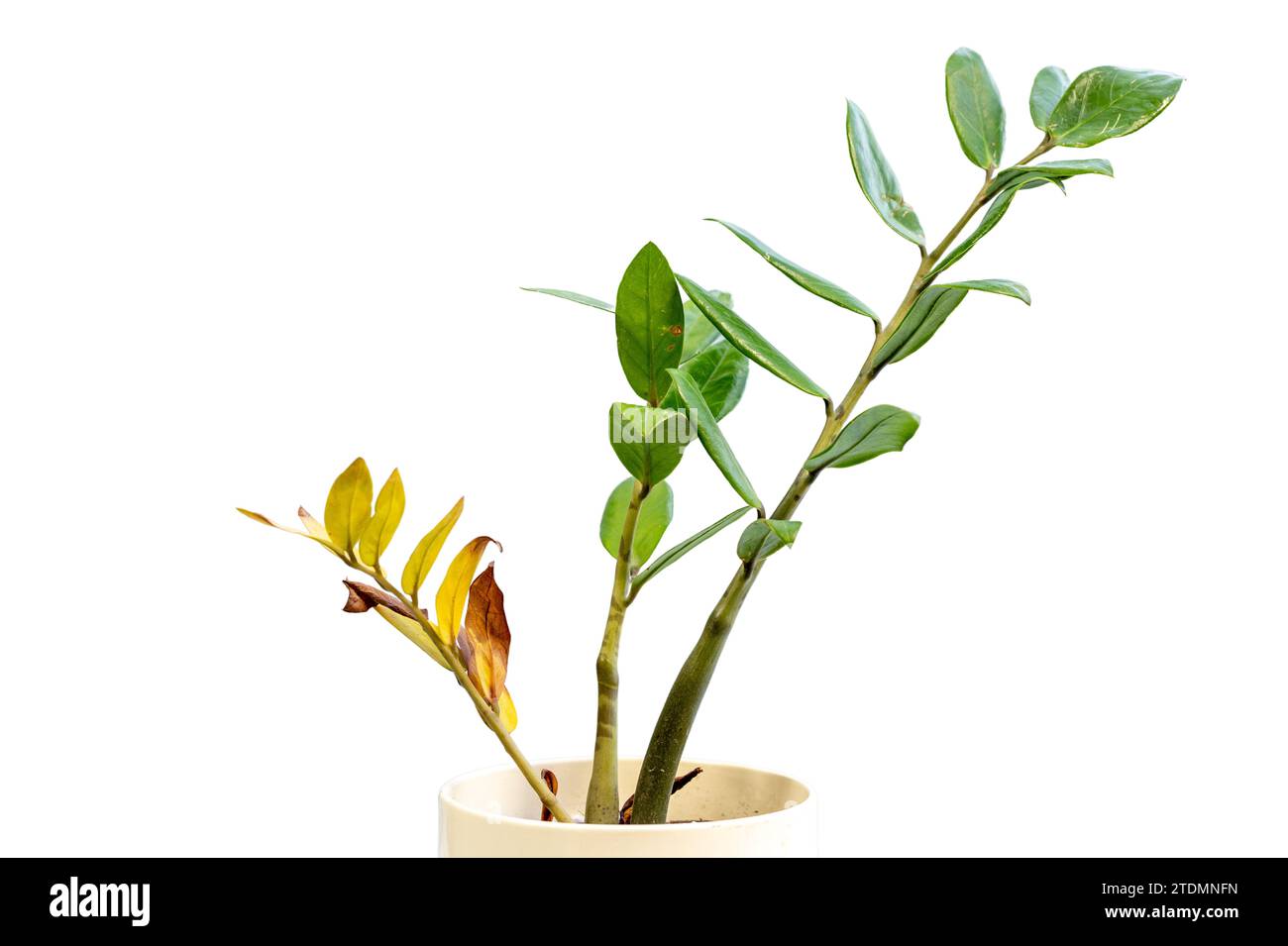 Unhealthy ZZ plant with yellow leaves and mushy stem isolated on white background Stock Photo