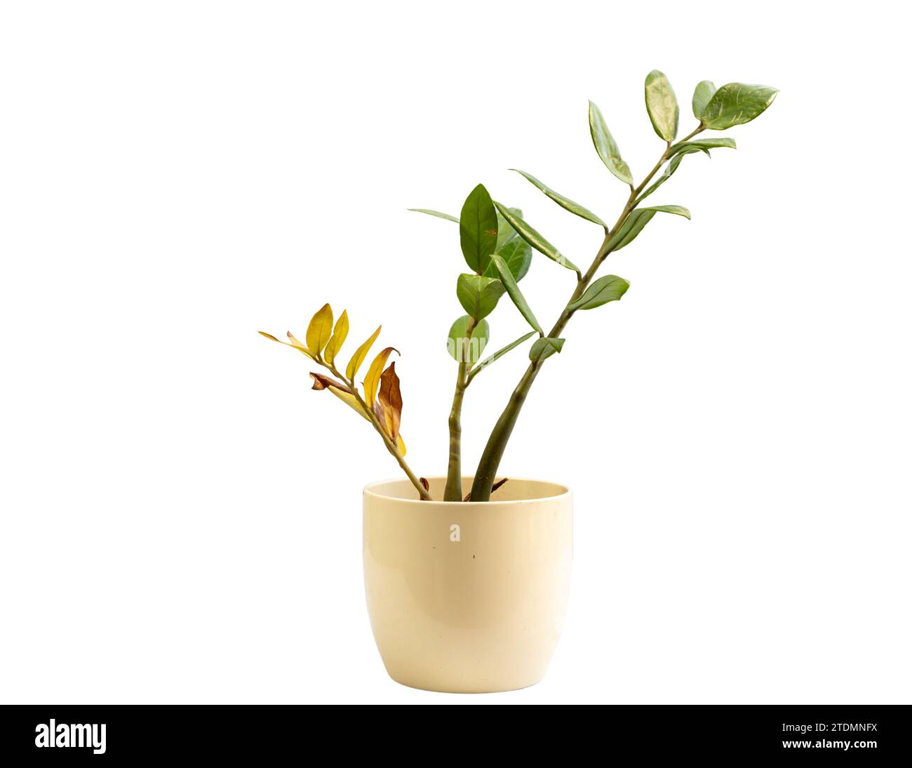 Zamioculcas zamifolia plant with dry leaves isolated on white background Stock Photo