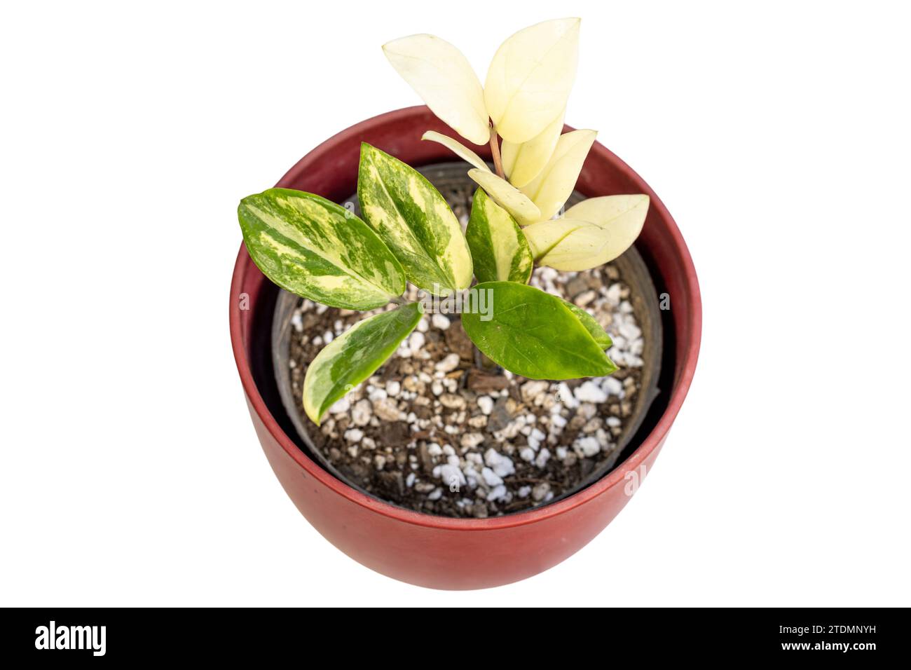 scindapsus mayari variegata Scindapsus 'Mayari' – Zero's Plants main image 1