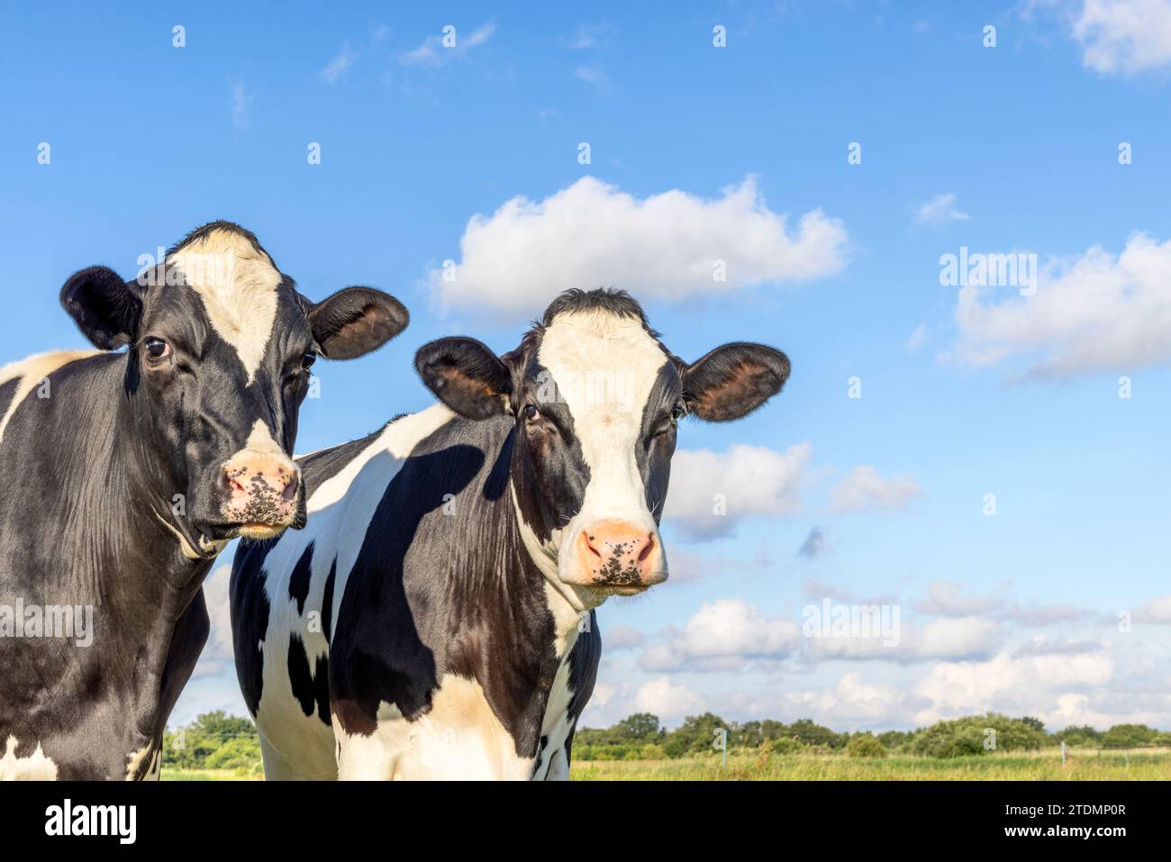 Two cows heads side by side, tender portrait of two cow lovingly together, with dreamy eyes, black and white with cloudy blue sky background Stock Photo