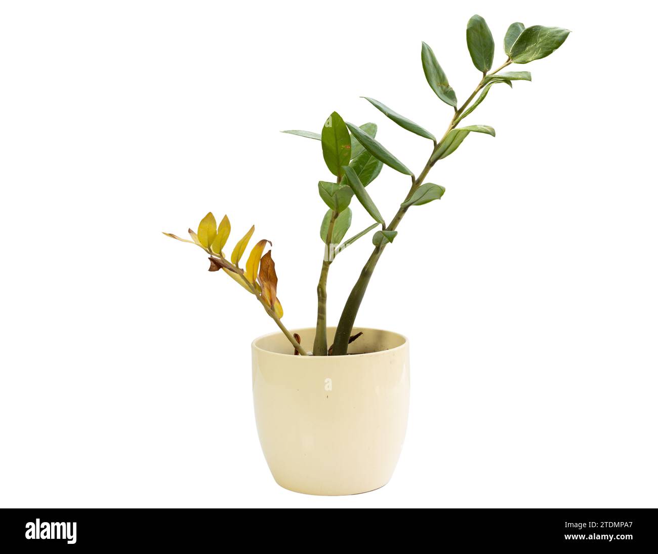 ZZ plant with yellowing leaves and wrinkled stem isolated on white background Stock Photo
