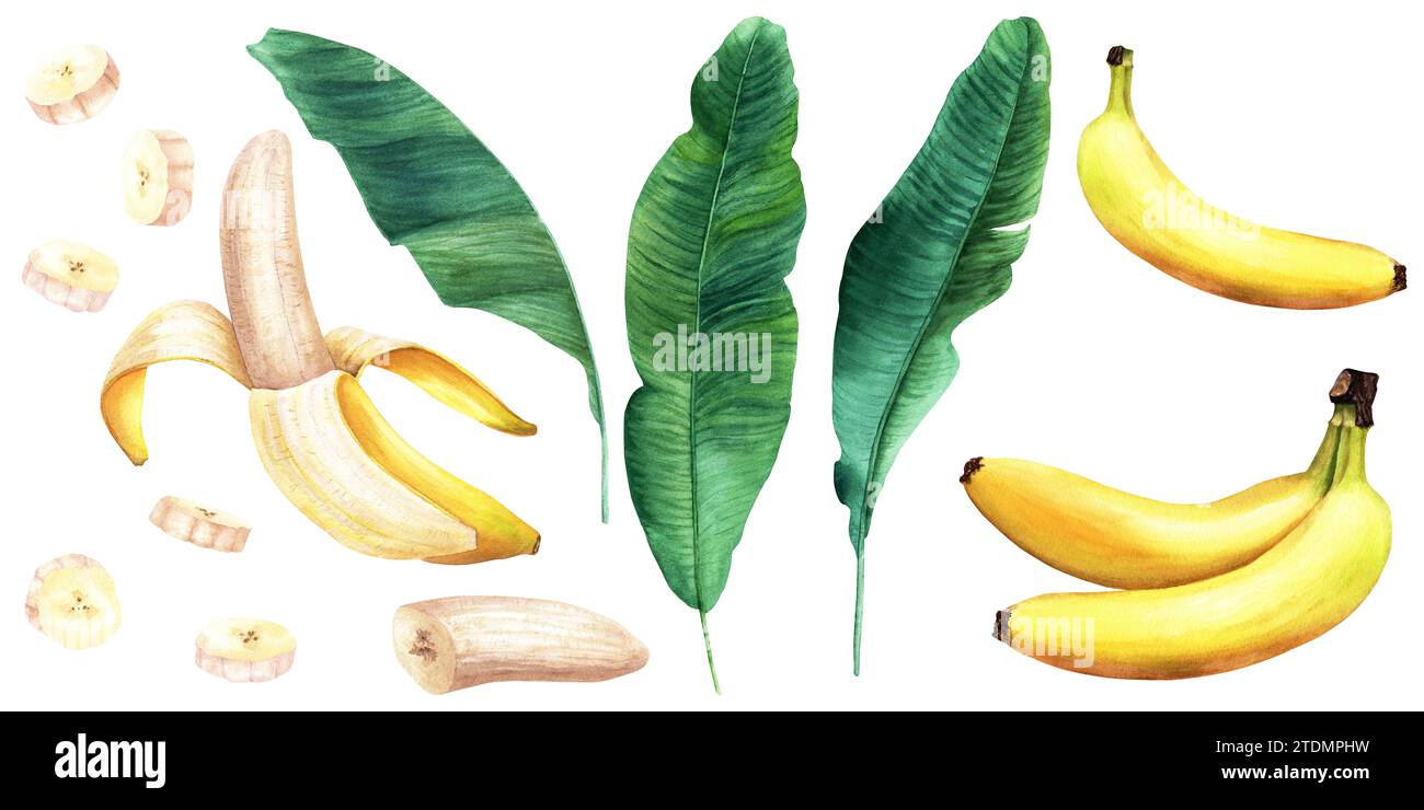 Cross section of a banana tree hi-res stock photography and images - Alamy