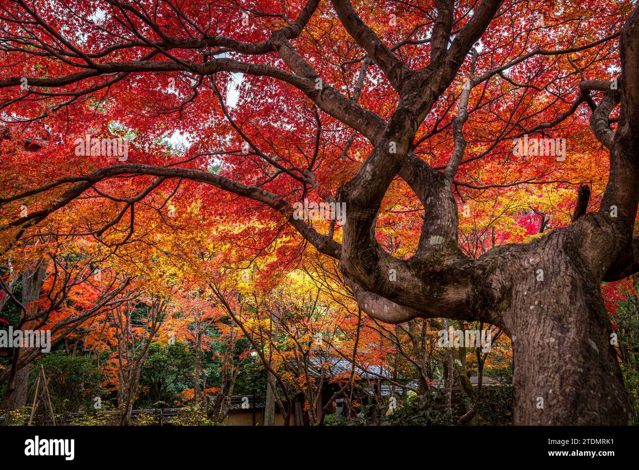 Detail of a Japanese Garden in autumn in the city of Kyoto Stock Photo
