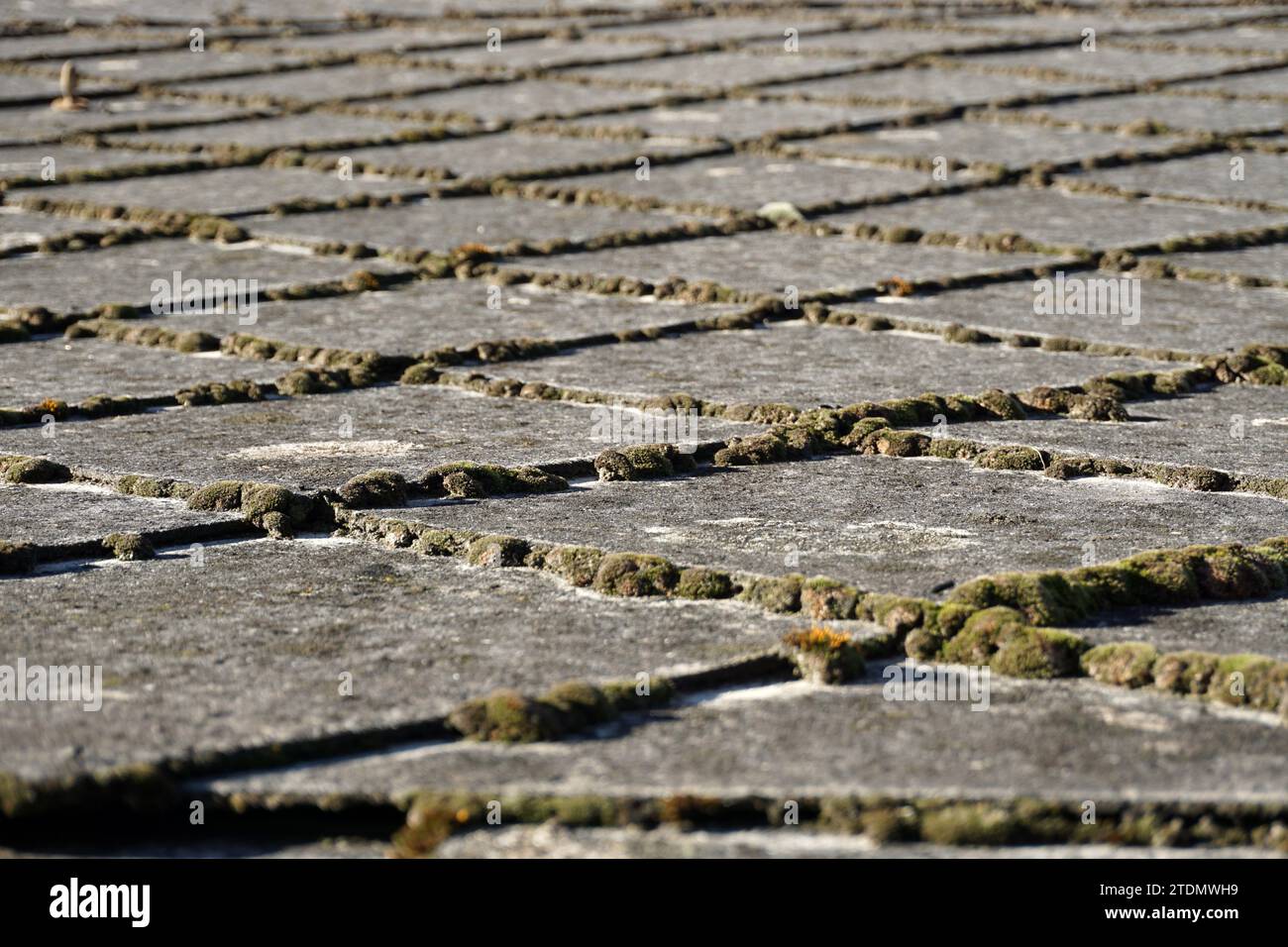 Old roof shingles with moss in between Stock Photo