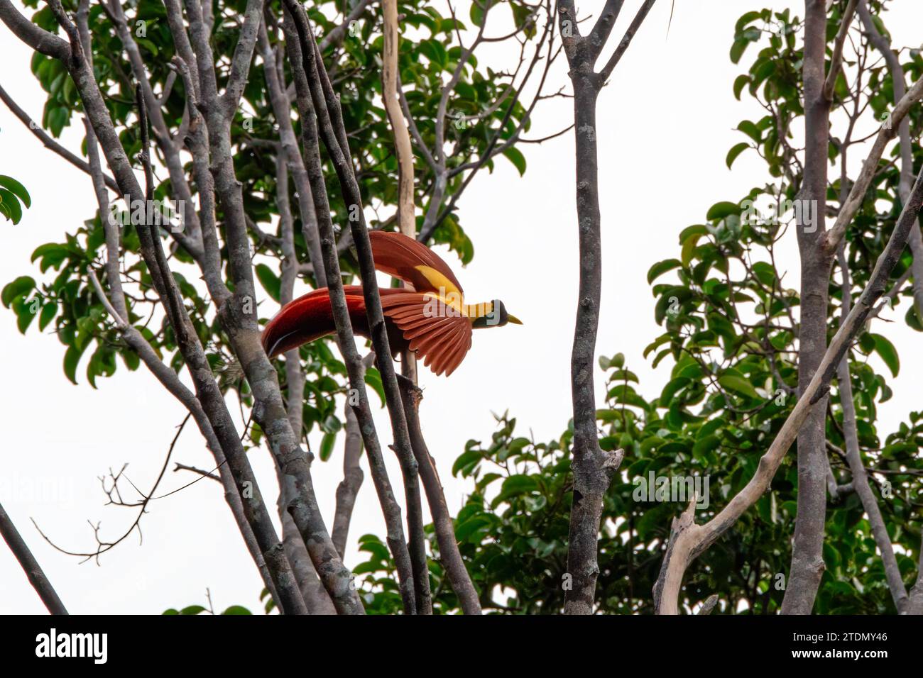 Red bird-of-paradise (Paradisaea rubra), also called the cendrawasih merah observed in West Papua, Indonesia Stock Photo