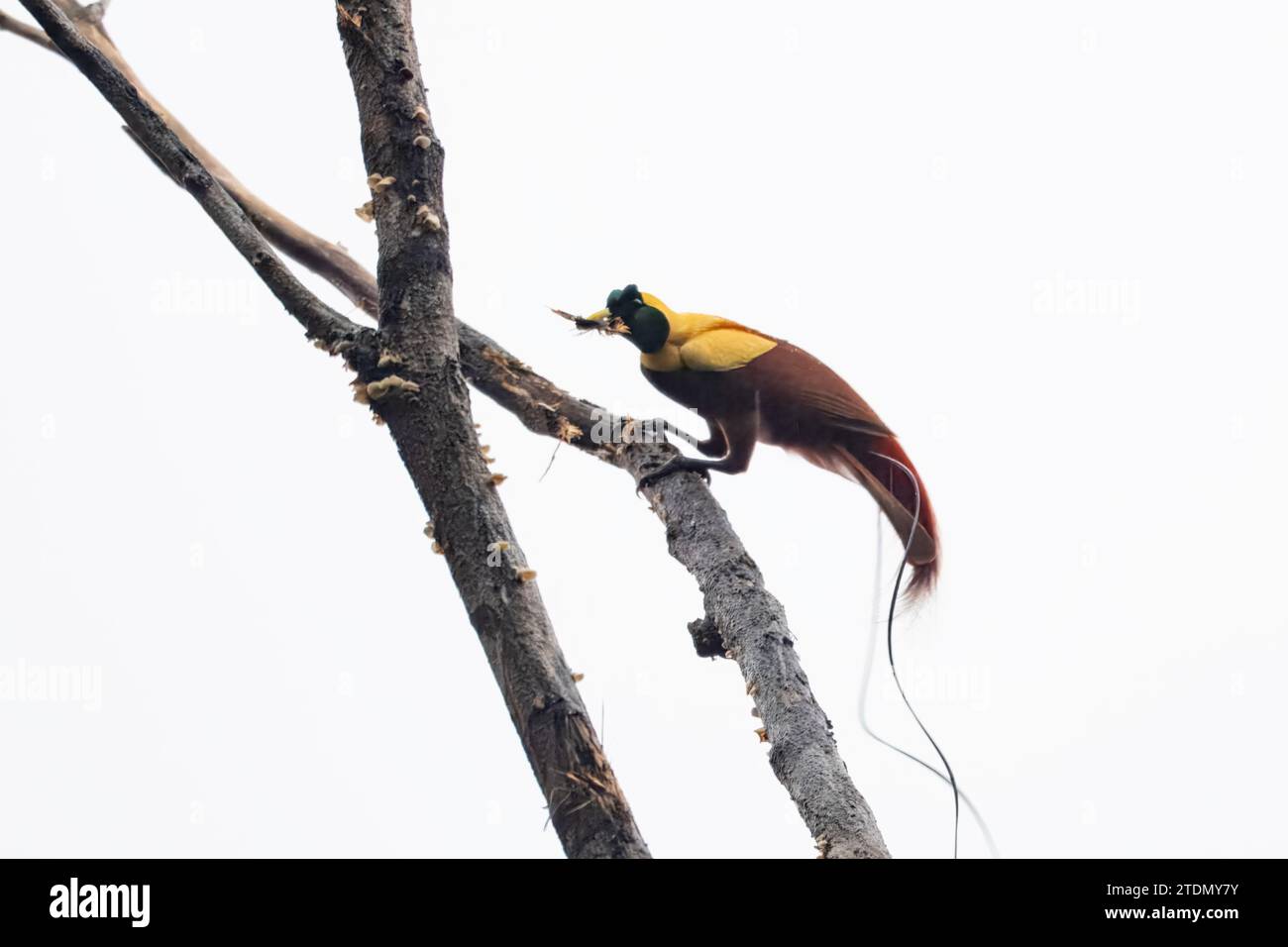 Red bird-of-paradise or Paradisaea rubra observed in West Papua, Indonesia Stock Photo