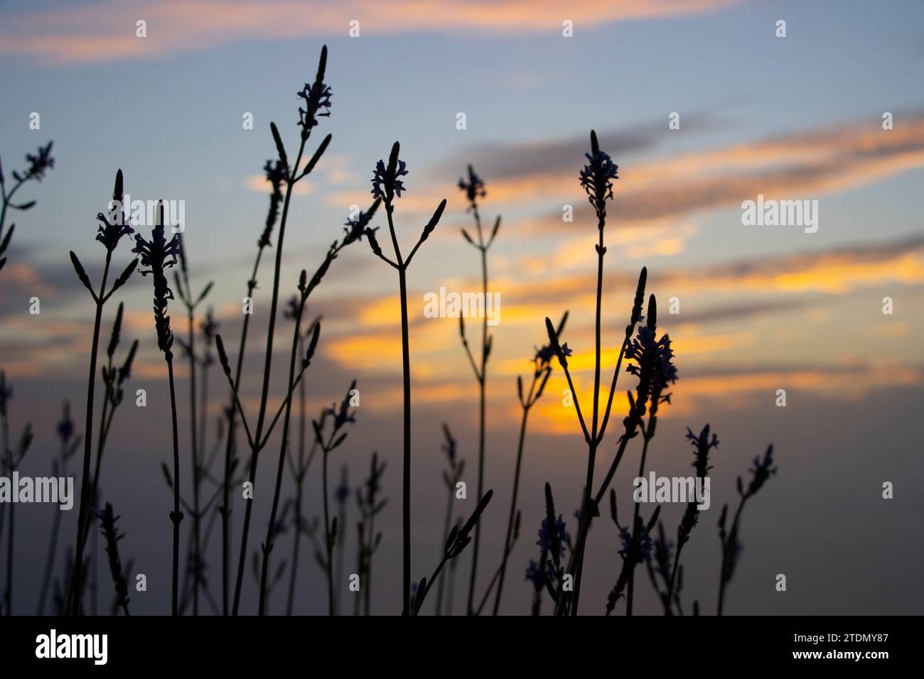 view of a sunset behind a Canarian wild lavender plant. Stock Photo