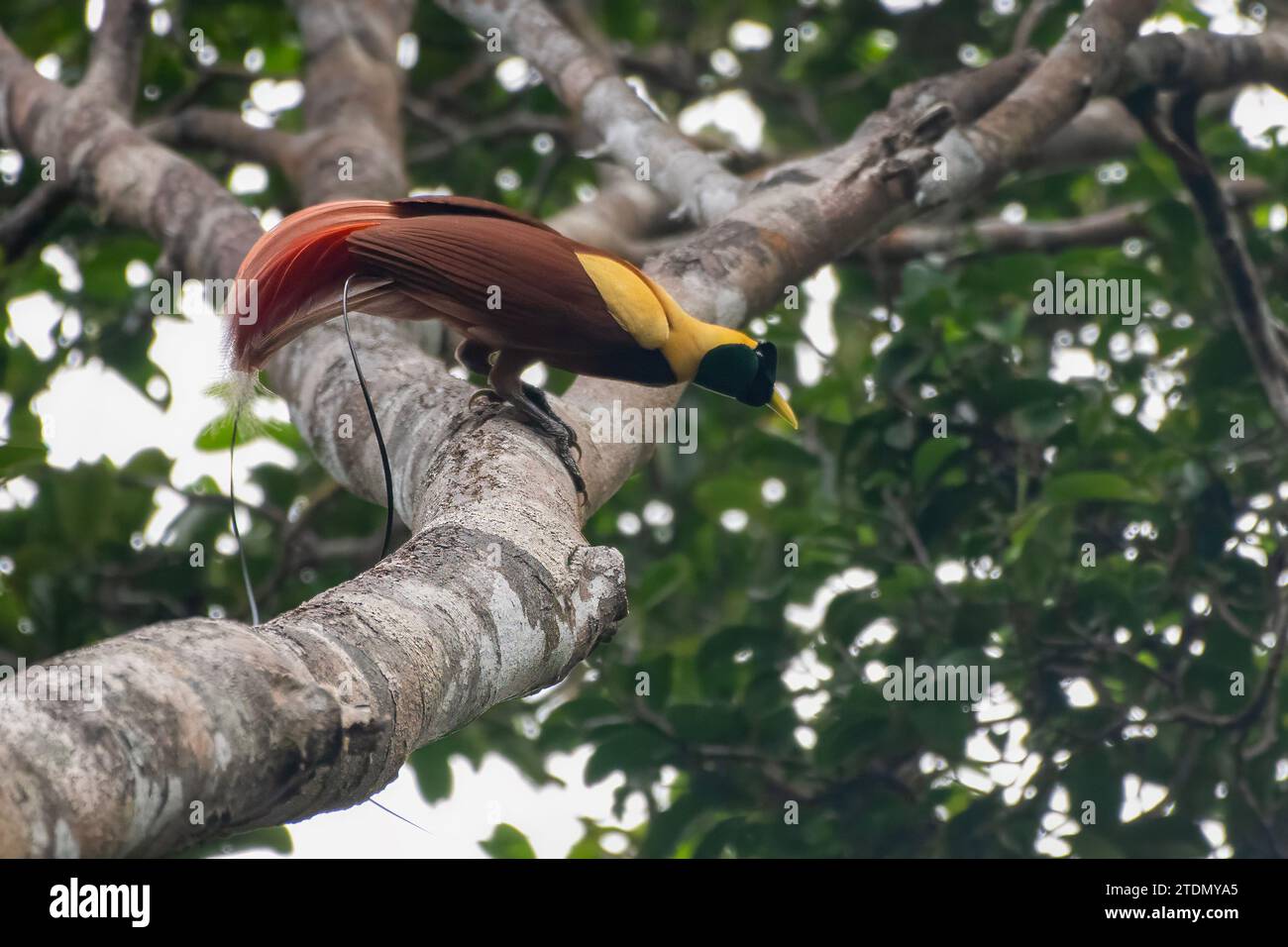 Red bird-of-paradise or Paradisaea rubra observed in West Papua, Indonesia Stock Photo
