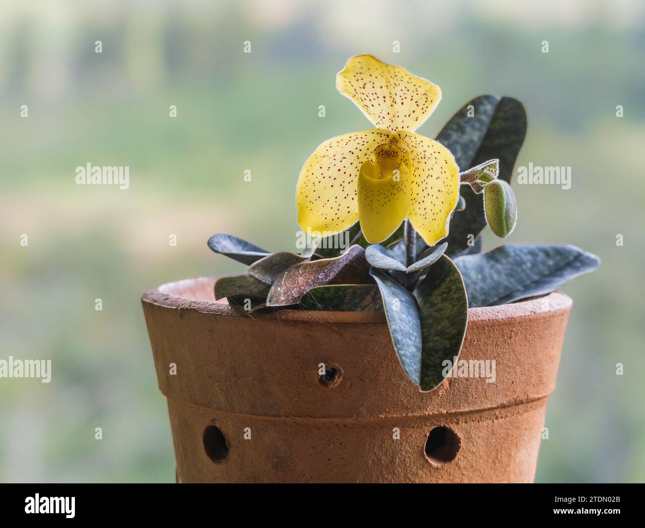 Closeup view of potted lady slipper orchid species paphiopedilum wenshanense aka conco-bellatulum with yellow and red dots flower, isolated outdoors Stock Photo
