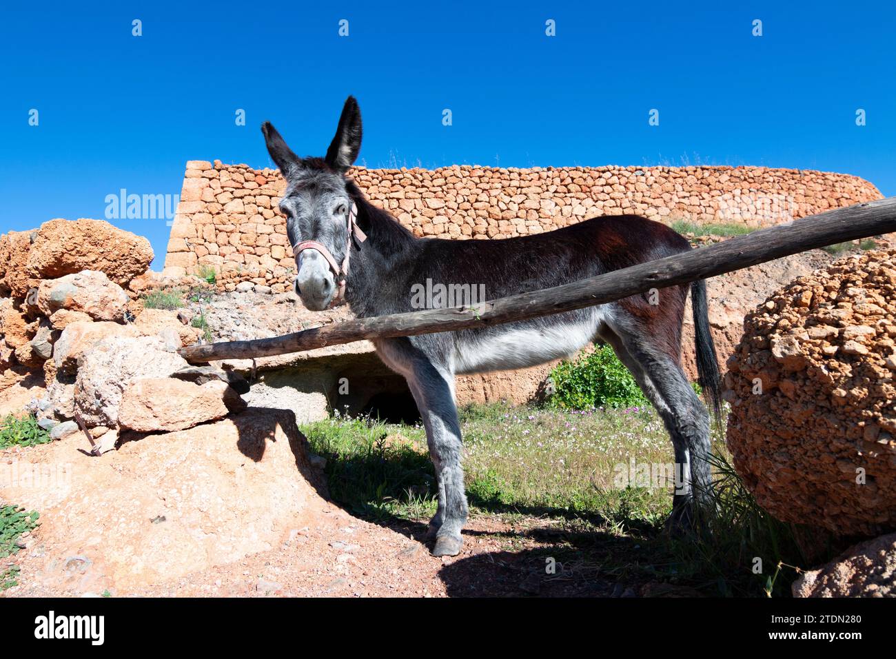 Donkey, a noble domestic animal used for tillage in the fields. rural environment Stock Photo
