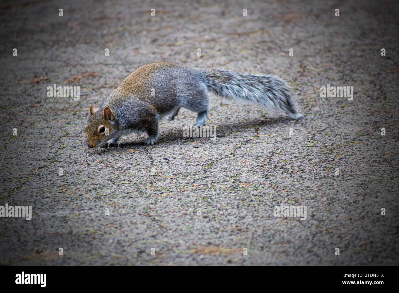 Squirrel looking for food Stock Photo