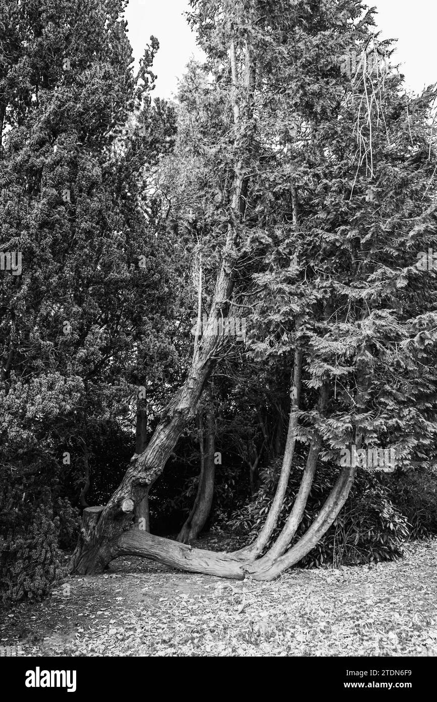 Weird shaped tree in Longton park Stock Photo