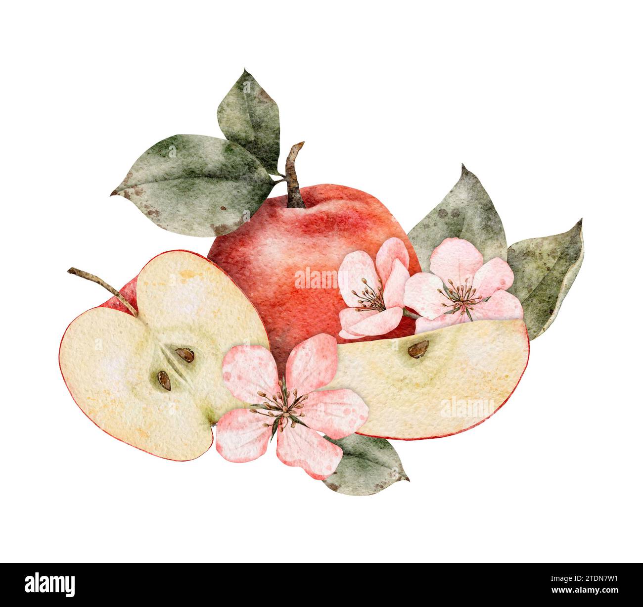 Watercolor blooming apple tree branches, green and red ripe Apples ...