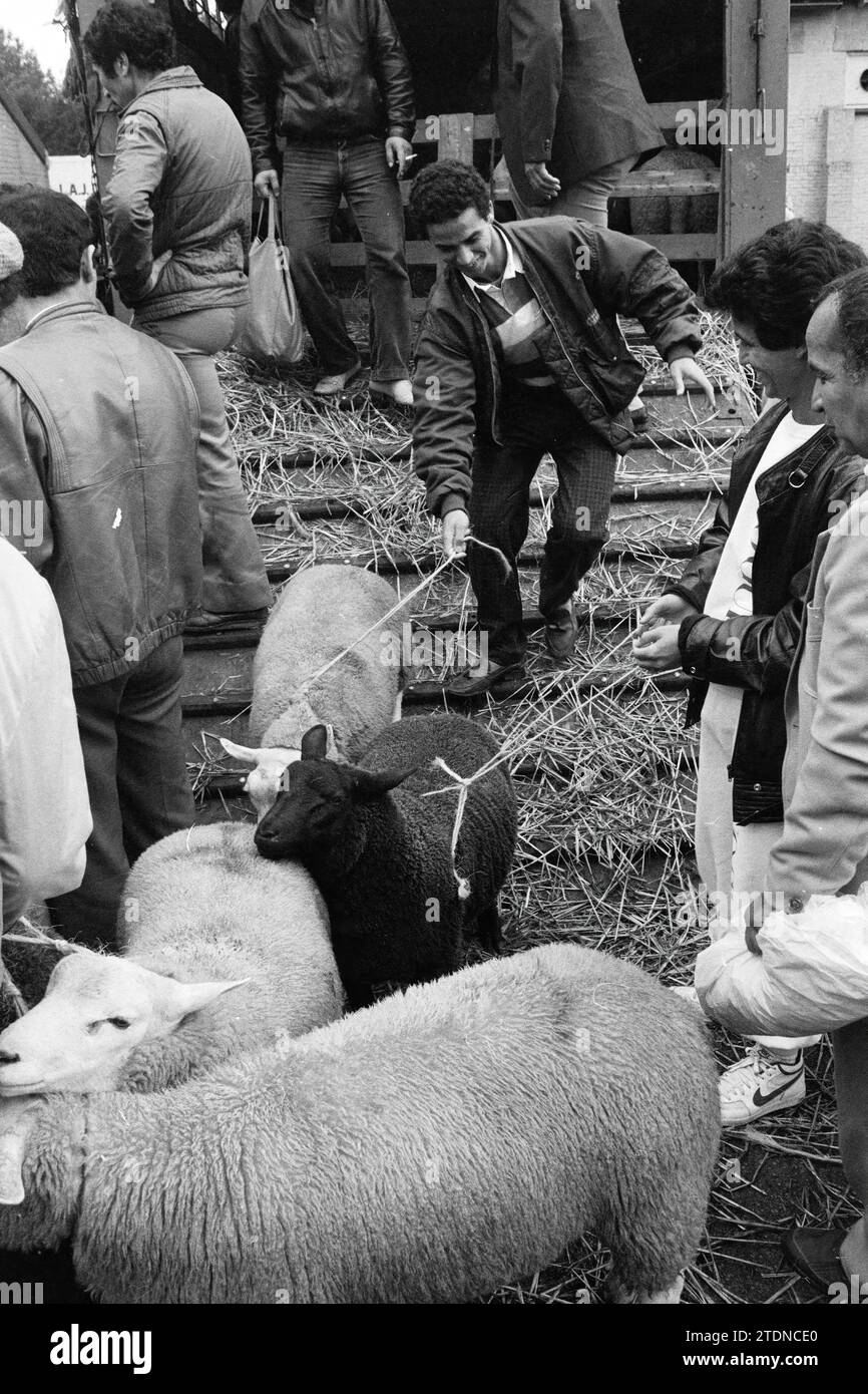 Ritual slaughter slaughterhouse ijmond beverwijk hires stock