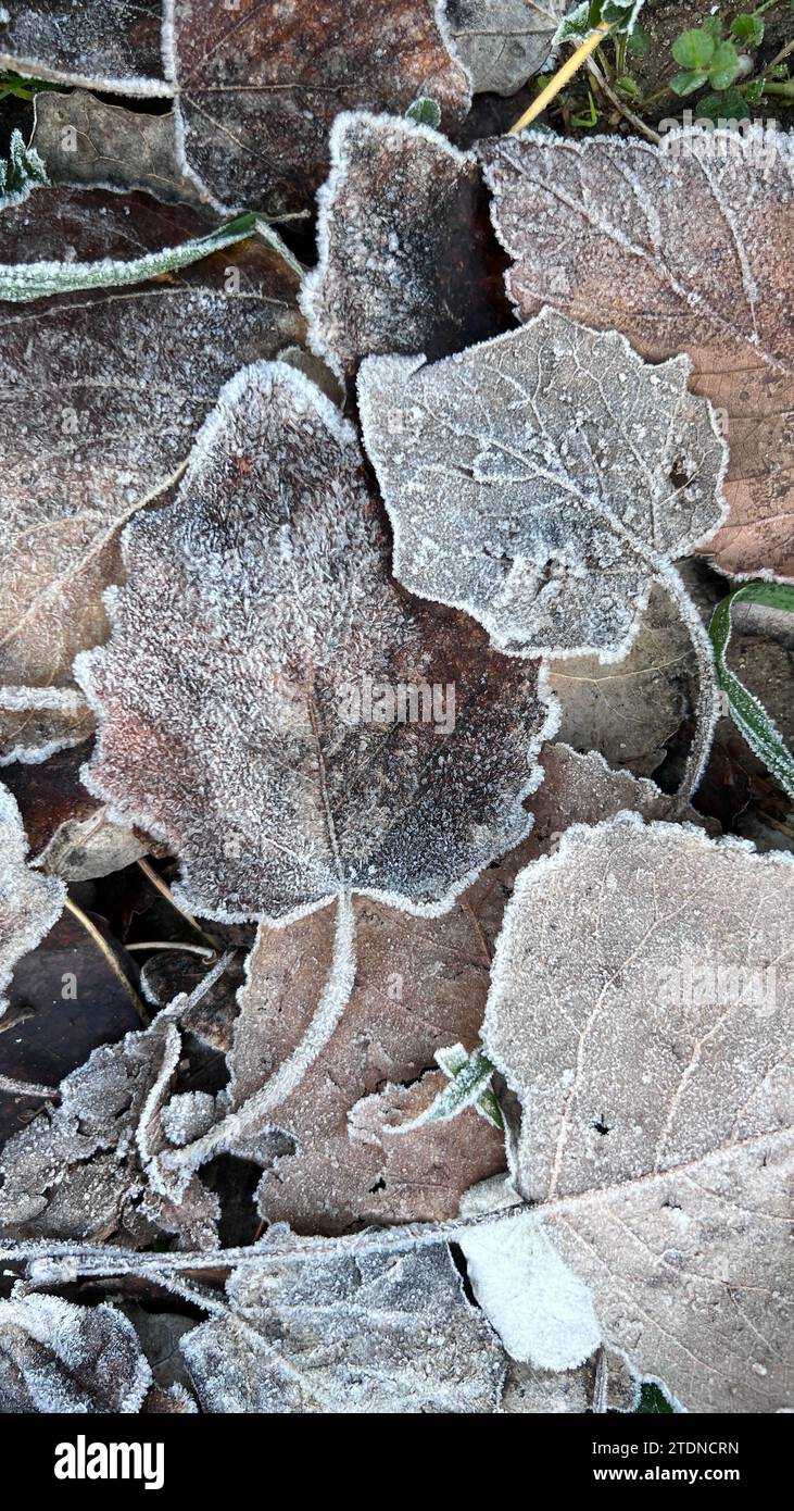 texture of frozen tree leaves in the grass Stock Photo