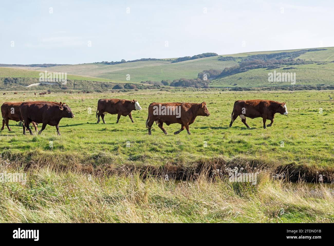 Cattle on a field near Cuckmere Haven, Seven Sisters, East Sussex, England, Great Britain Stock Photo