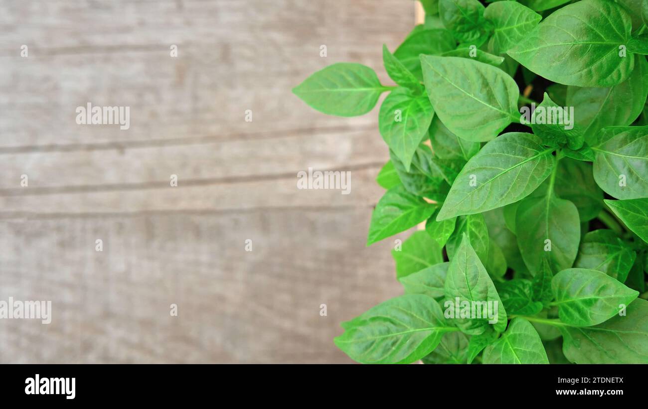 Seedling box against a rustic wooden wall. Wood crate with young pepper plants. Farming gardening concept. Plant nursery. Horticulture, cultivation, a Stock Photo
