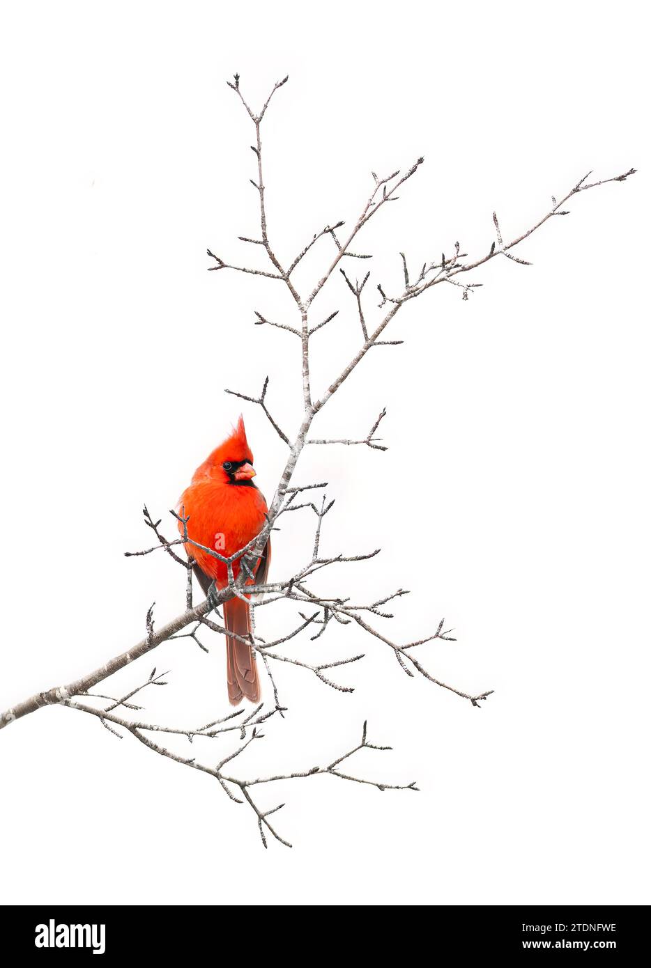 Northern Cardinal male perched on a branch on a cold winter day in Canada Stock Photo