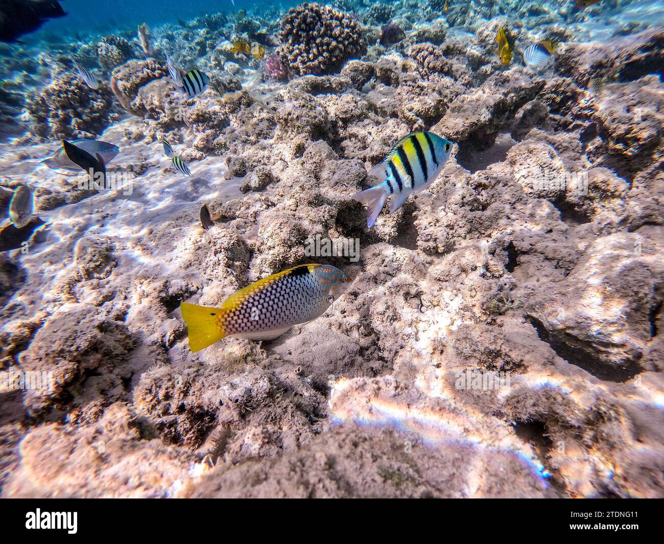 Tropical Checkerboard wrasse known as Halichoeres hortulanus underwater on sand sea bottom at the coral reef. Underwater life of reef with corals an Stock Photo