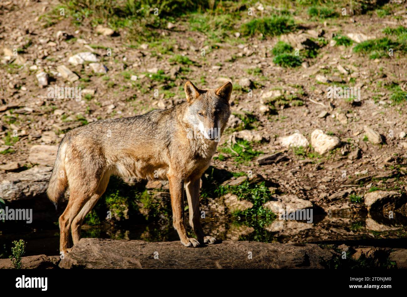 general portrait of a wolf in its habitat, canis lupus Stock Photo