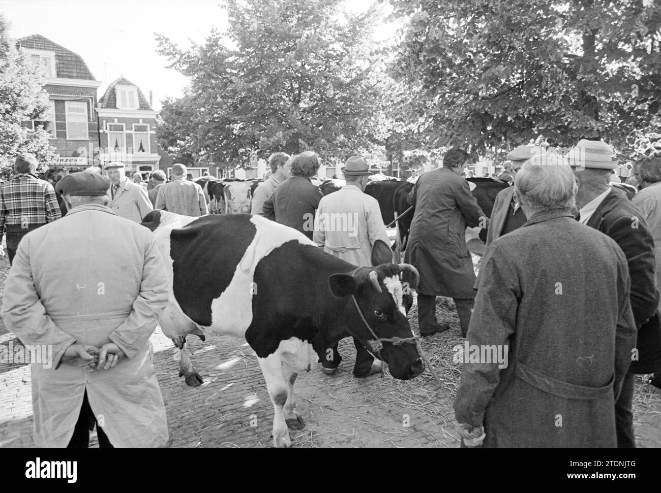 Livestock market Purmerend, livestock farming, Purmerend, 10071979