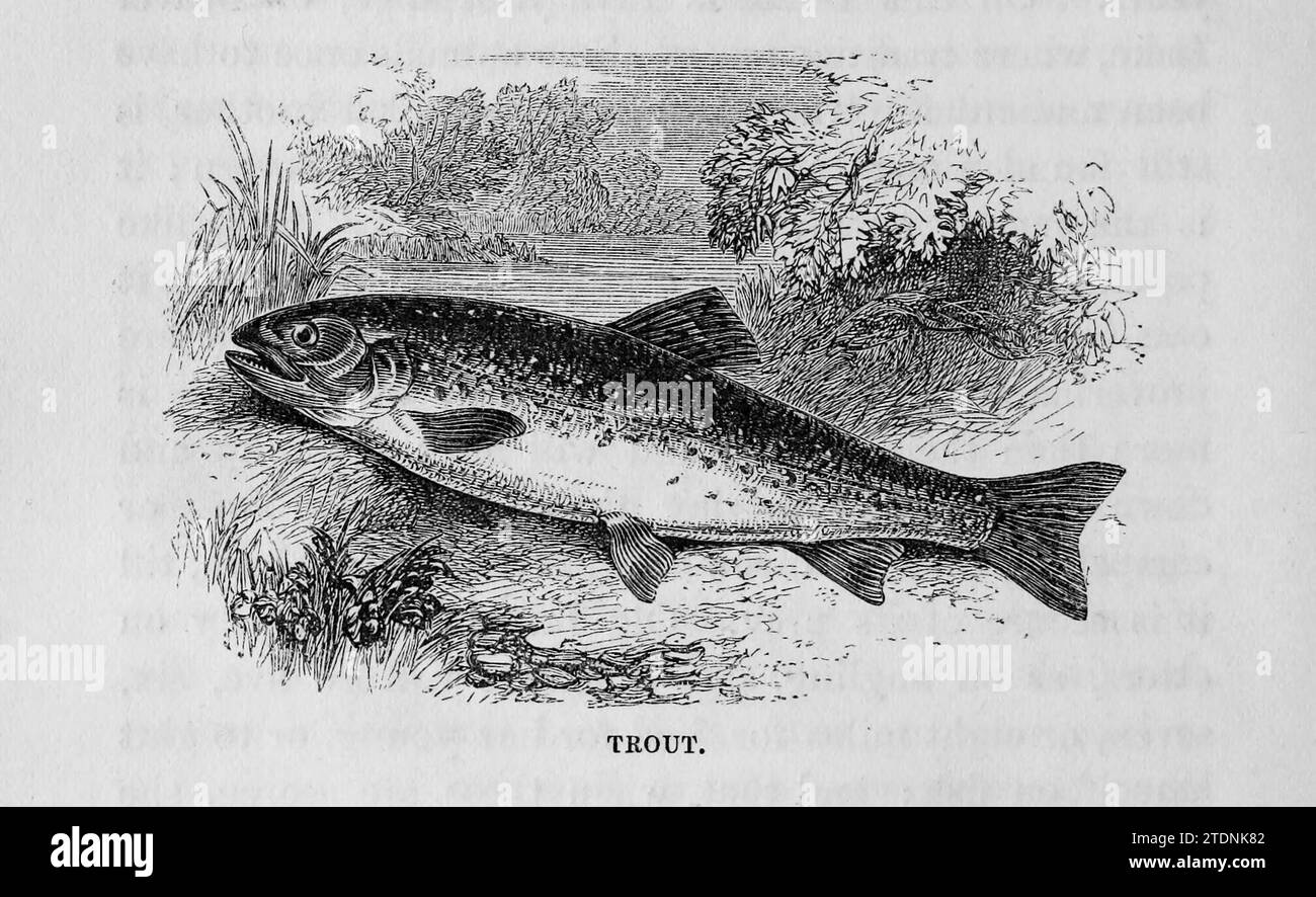 A trout from the book The Severn valley: a series of sketches, descriptive and pictorial, of the course of the Severn: containing notices of its topographical, industrial, and geological features; with glances at its historical and legendary associations by Randall, John, 1810-1910 Publication date 1862 Publisher J. S. Virtue Stock Photo