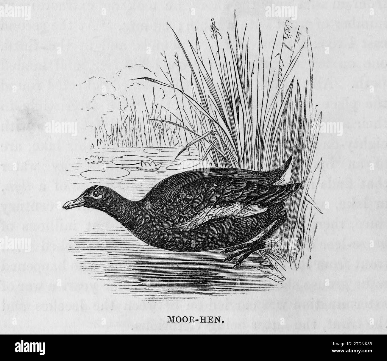 Moor-Hen from the book The Severn valley: a series of sketches, descriptive and pictorial, of the course of the Severn: containing notices of its topographical, industrial, and geological features; with glances at its historical and legendary associations by Randall, John, 1810-1910 Publication date 1862 Publisher J. S. Virtue Stock Photo