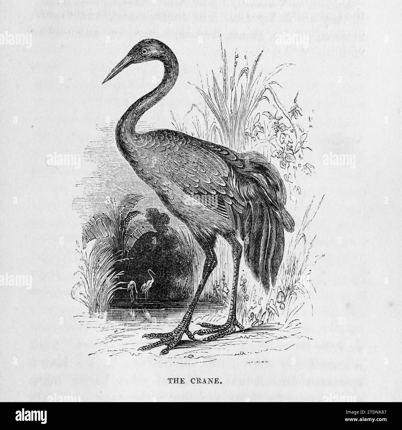 The Crane from the book The Severn valley: a series of sketches, descriptive and pictorial, of the course of the Severn: containing notices of its topographical, industrial, and geological features; with glances at its historical and legendary associations by Randall, John, 1810-1910 Publication date 1862 Publisher J. S. Virtue Stock Photo